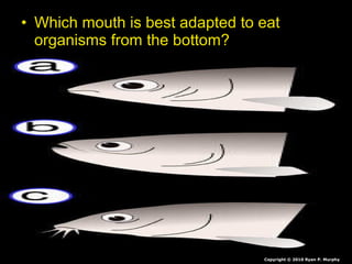 • Which mouth is best adapted to eat
organisms from the bottom?
Copyright © 2010 Ryan P. Murphy
 