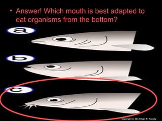 • Answer! Which mouth is best adapted to
eat organisms from the bottom?
Copyright © 2010 Ryan P. Murphy
 