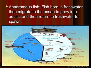 Anadromous fish: Fish born in freshwaterAnadromous fish: Fish born in freshwater
then migrate to the ocean to grow intothen migrate to the ocean to grow into
adults, and then return to freshwater toadults, and then return to freshwater to
spawn.spawn.
Copyright © 2010 Ryan P. Murphy
 