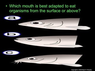 • Which mouth is best adapted to eat
organisms from the surface or above?
Copyright © 2010 Ryan P. Murphy
 