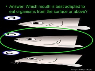 • Answer! Which mouth is best adapted to
eat organisms from the surface or above?
Copyright © 2010 Ryan P. Murphy
 