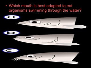 • Which mouth is best adapted to eat
organisms swimming through the water?
 