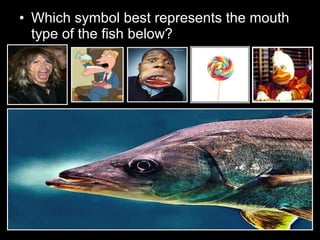 • Which symbol best represents the mouth
type of the fish below?
 