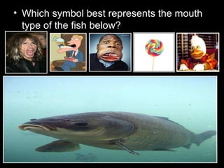 • Which symbol best represents the mouth
type of the fish below?
 