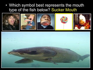 • Which symbol best represents the mouth
type of the fish below? Sucker Mouth
 