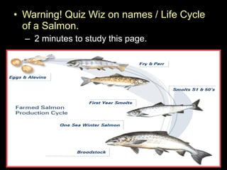 • Warning! Quiz Wiz on names / Life Cycle
of a Salmon.
– 2 minutes to study this page.
 