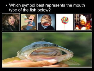 • Which symbol best represents the mouth
type of the fish below?
 