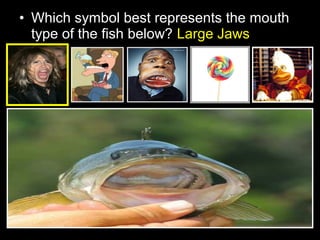 • Which symbol best represents the mouth
type of the fish below? Large Jaws
 