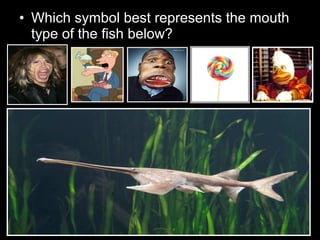 • Which symbol best represents the mouth
type of the fish below?
 