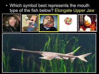 • Which symbol best represents the mouth
type of the fish below? Elongate Upper Jaw
UPPER
 
