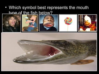 • Which symbol best represents the mouth
type of the fish below?
 