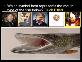• Which symbol best represents the mouth
type of the fish below? Duck Billed
 