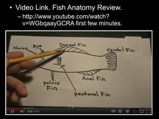 • Video Link. Fish Anatomy Review.
– http://www.youtube.com/watch?
v=WGbqaayGCRA first few minutes.
 