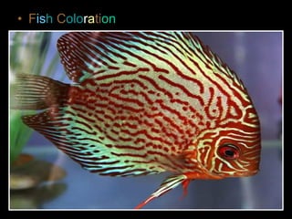 • Fish Coloration
 
