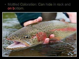 • Mottled Coloration: Can hide in rock and
on bottom.
 