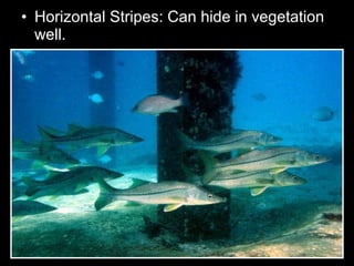 • Horizontal Stripes: Can hide in vegetation
well.
 
