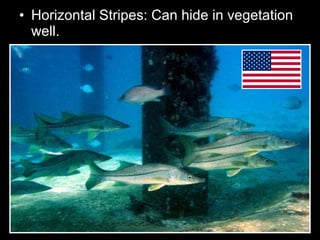 • Horizontal Stripes: Can hide in vegetation
well.
 
