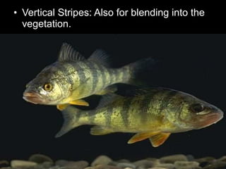 • Vertical Stripes: Also for blending into the
vegetation.
 