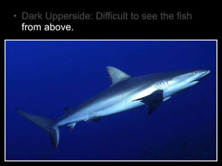 • Dark Upperside: Difficult to see the fish
from above.
 