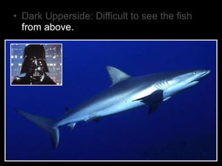 • Dark Upperside: Difficult to see the fish
from above.
 