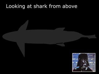 Looking at shark from above
 