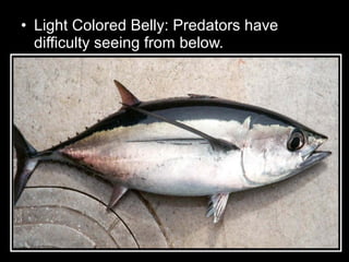• Light Colored Belly: Predators have
difficulty seeing from below.
 