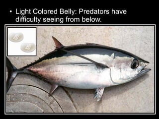 • Light Colored Belly: Predators have
difficulty seeing from below.
 