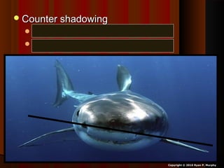 Counter shadowingCounter shadowing
Dark top - can’t see from aboveDark top - can’t see from above
Light bottom – can’t see from below.Light bottom – can’t see from below.
Copyright © 2010 Ryan P. Murphy
 
