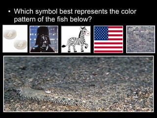 • Which symbol best represents the color
pattern of the fish below?
 
