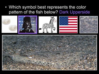 • Which symbol best represents the color
pattern of the fish below? Dark Upperside
 
