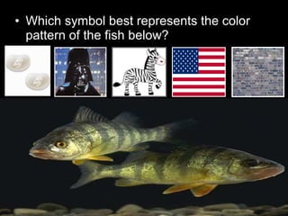 • Which symbol best represents the color
pattern of the fish below?
 