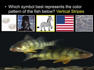 • Which symbol best represents the color
pattern of the fish below? Vertical Stripes
 