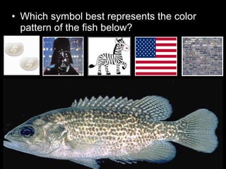 • Which symbol best represents the color
pattern of the fish below?
 