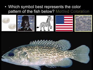 • Which symbol best represents the color
pattern of the fish below? Mottled Coloration
 