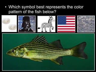 • Which symbol best represents the color
pattern of the fish below?
 