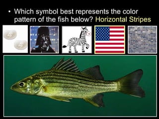 • Which symbol best represents the color
pattern of the fish below? Horizontal Stripes
 