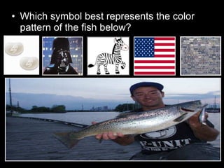 • Which symbol best represents the color
pattern of the fish below?
 
