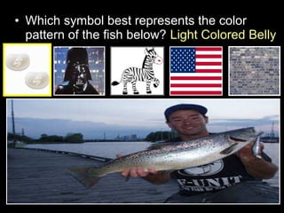 • Which symbol best represents the color
pattern of the fish below? Light Colored Belly
 