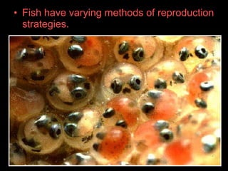 • Fish have varying methods of reproduction
strategies.
 