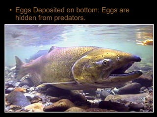 • Eggs Deposited on bottom: Eggs are
hidden from predators.
 