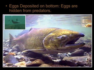 • Eggs Deposited on bottom: Eggs are
hidden from predators.
 