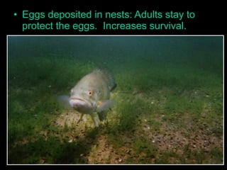 • Eggs deposited in nests: Adults stay to
protect the eggs. Increases survival.
 