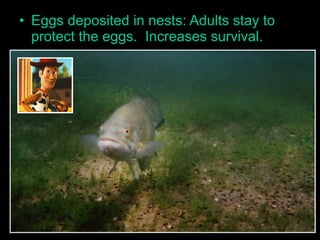 • Eggs deposited in nests: Adults stay to
protect the eggs. Increases survival.
 