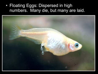 • Floating Eggs: Dispersed in high
numbers. Many die, but many are laid.
 