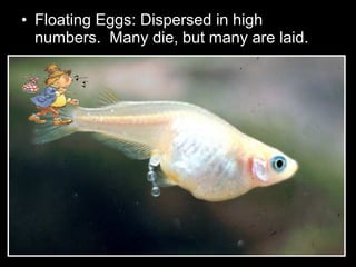 • Floating Eggs: Dispersed in high
numbers. Many die, but many are laid.
 