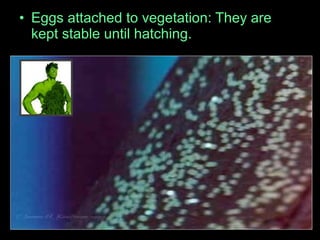• Eggs attached to vegetation: They are
kept stable until hatching.
 