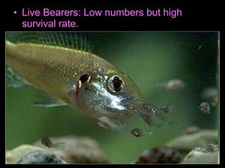 • Live Bearers: Low numbers but high
survival rate.
 
