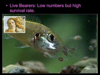 • Live Bearers: Low numbers but high
survival rate.
 
