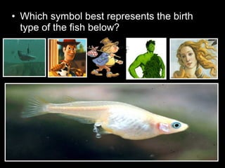 • Which symbol best represents the birth
type of the fish below?
 