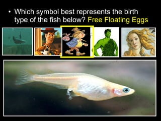 • Which symbol best represents the birth
type of the fish below? Free Floating Eggs
 